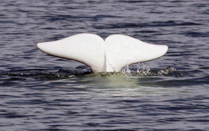 In this file photo, a beluga whale shows his tail in the St.Lawrence River near Tadoussac Que. Researchers are hoping a computer simulator can help save the endangered whales. Sunday, July 29, 2018.