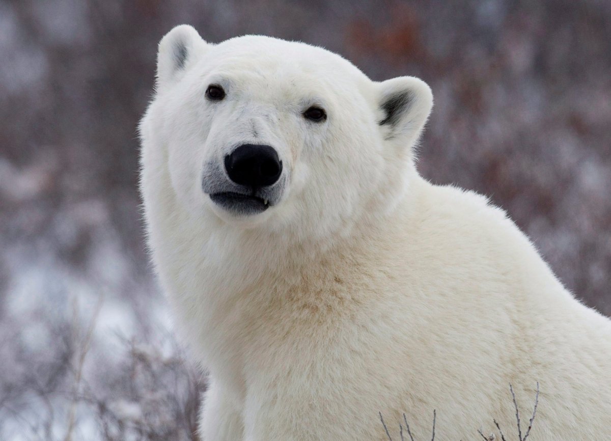 Wildlife officers warn of polar bear on Newfoundland’s Northern Peninsula - image