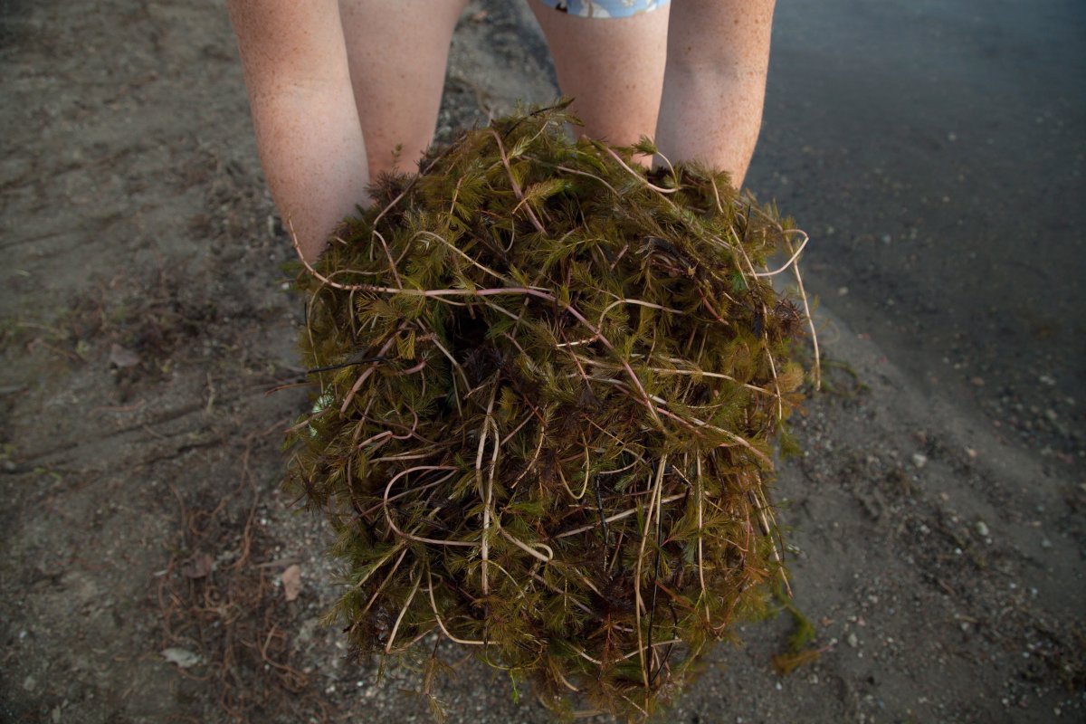 A handful of Eurasian watermilfoil that washed up on a beach in Eastern Ontario is shown in a handout photo. 