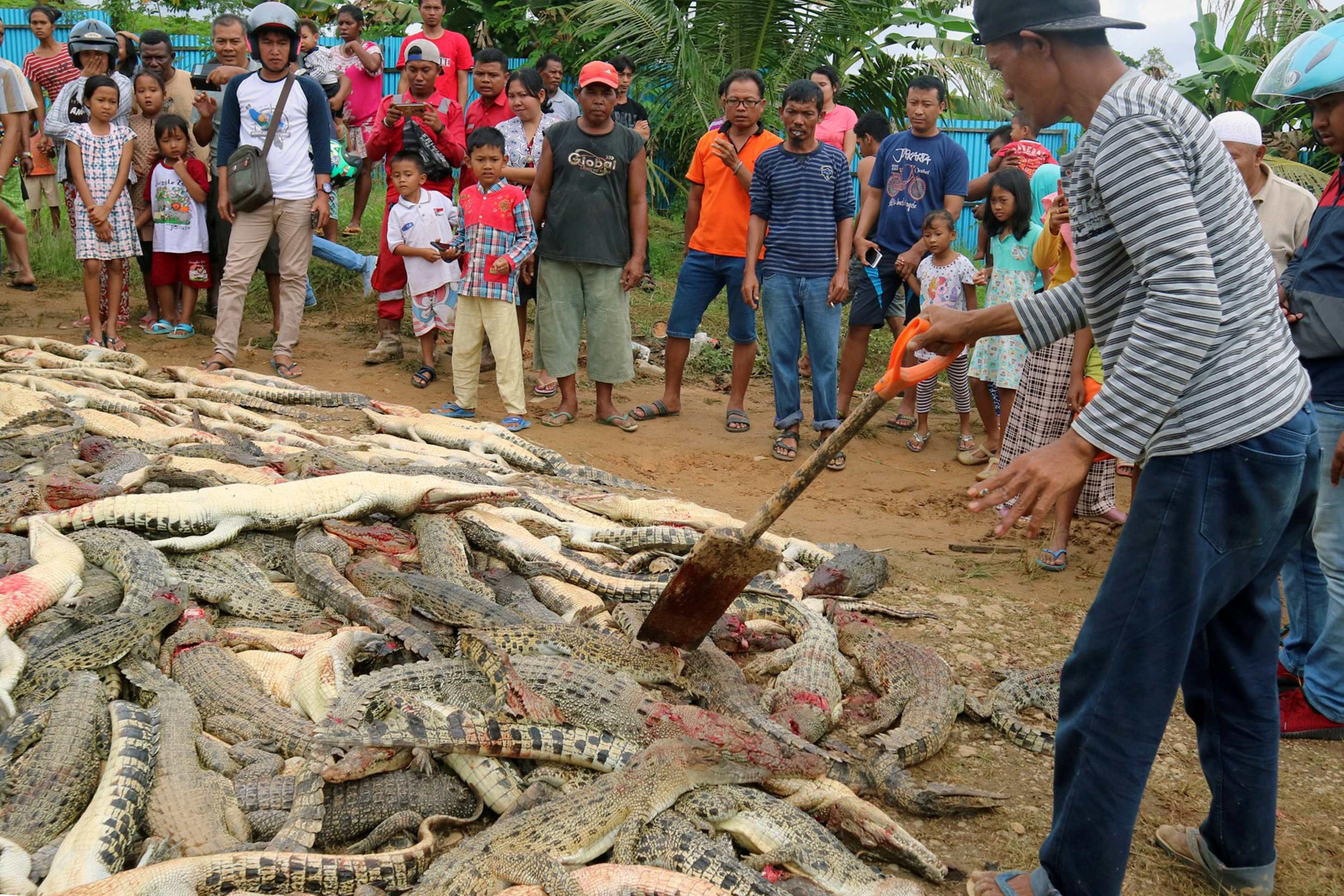 Mob Kills Nearly 300 Crocodiles In Revenge Attack After Man Dies At Indonesia Breeding Ground National Globalnews Ca - alligators vs crocodiles roblox games