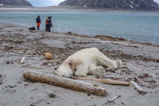 A polar bear, which Norwegian authorities said attacked and injured a cruise ship employee who was leading tourists off a cruise ship on an Arctic archipelago between mainland Norway and the North Pole, is seen after being shot dead by another employee according to the cruise company, in Svalbard, July 28, 2018.