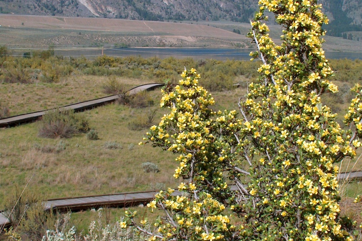 ‘Help us save Canada’s desert’: fundraising campaign launched in Osoyoos - image
