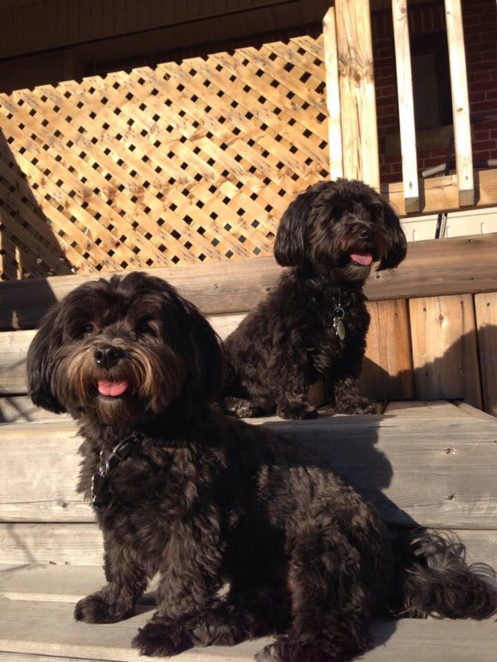 John Elder says his two dogs were attacked at the Stoney Creek drive-in over the long weekend. One of them had to be put down.