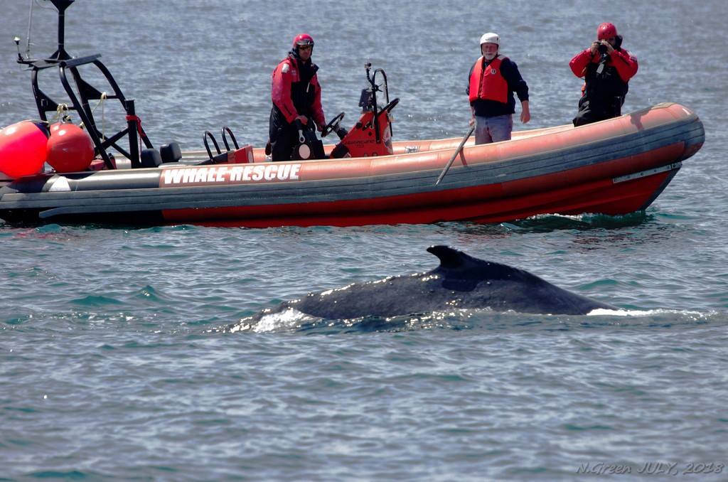 Members of the Campobello Whale Rescue Team attempt to disentangle a humpback whale calf on July 14, 2018 near Brier Island, N.S.
