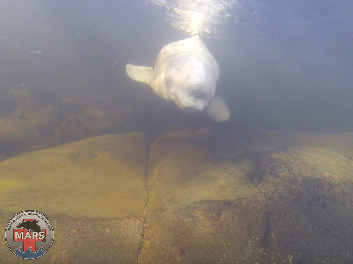The Maritime Animal Response Society has confirmed that one of the belugas seen in the last few weeks in Ingonish, N.S. is the beluga that was released from the Nepisiquit River in northern New Brunswick last year.