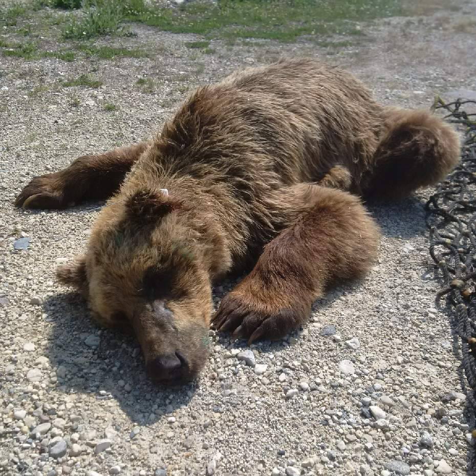 The barren-ground grizzly takes a nap after being sedated.
