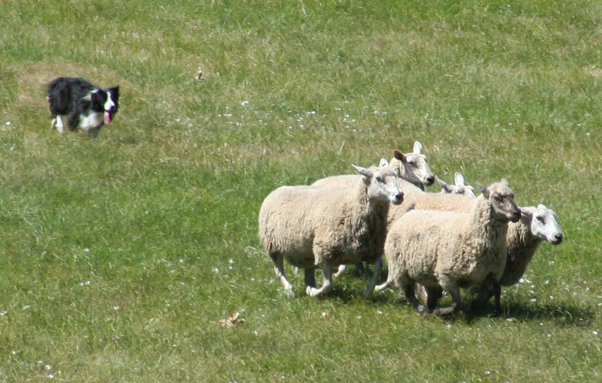 2018 Metchosin Sheepdog Trial - image