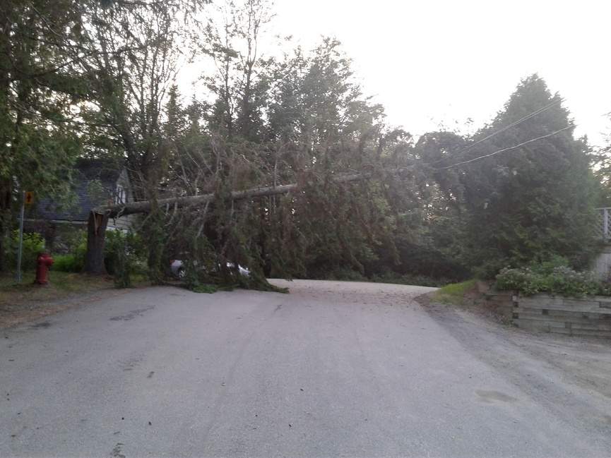 A fallen tree rests on Hydro Québec power lines.