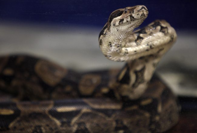 A boa constrictor sits in its cage during a press conference at John F. Kennedy International Airport in New York, Jan. 20, 2010. 
