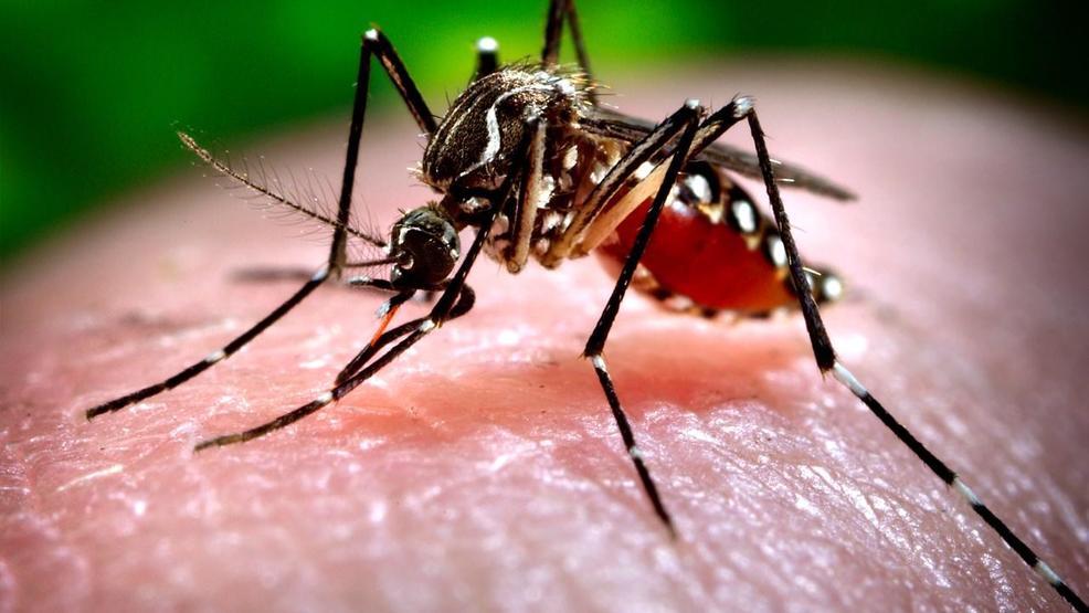 Mosquitoes in London trap test positive for West Nile virus - image