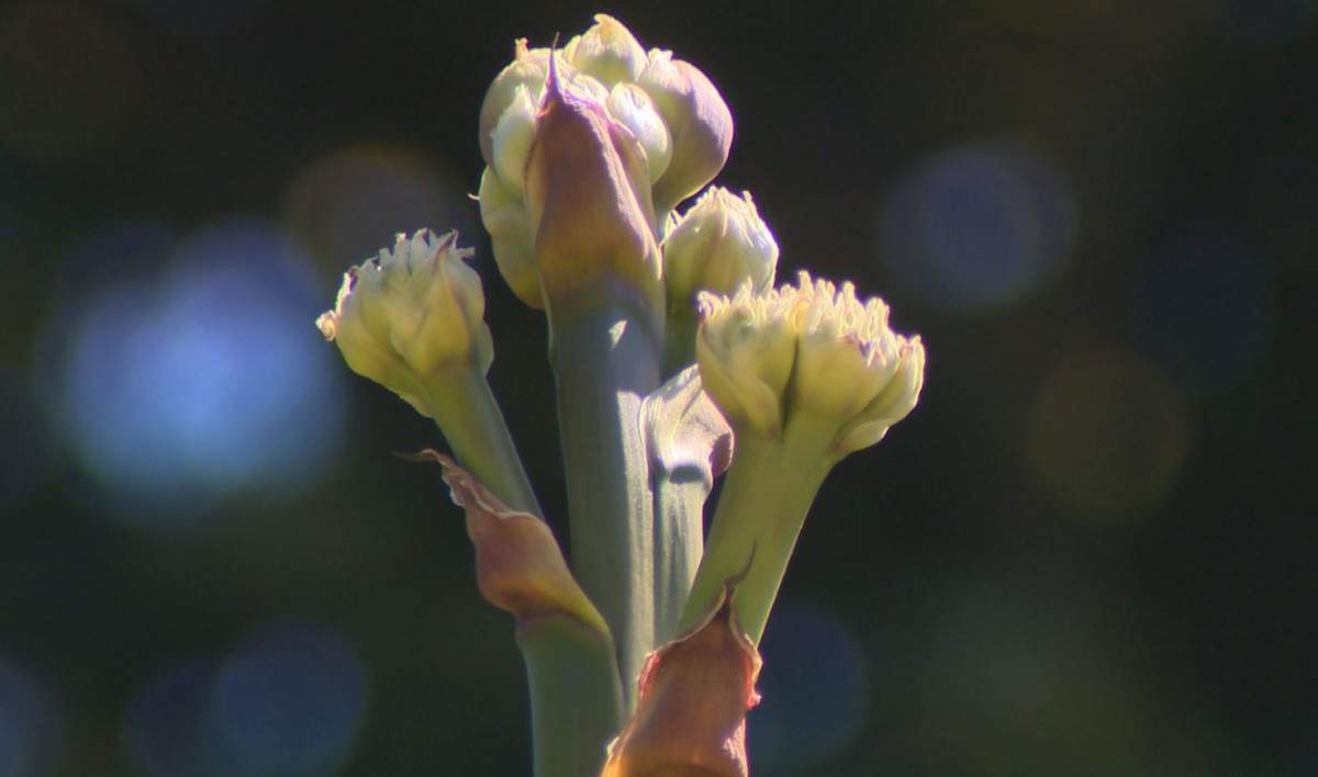 The Agave americana blooms in the Halifax Public Gardens.
