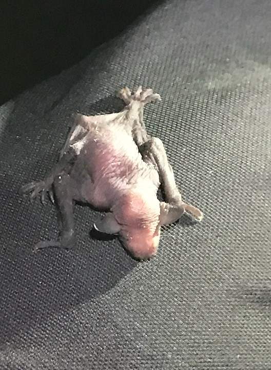 Photo2: Baby bats, called pups, are born hairless, but soon grow fur, begin to fly, and may land in surprising places. Photo: