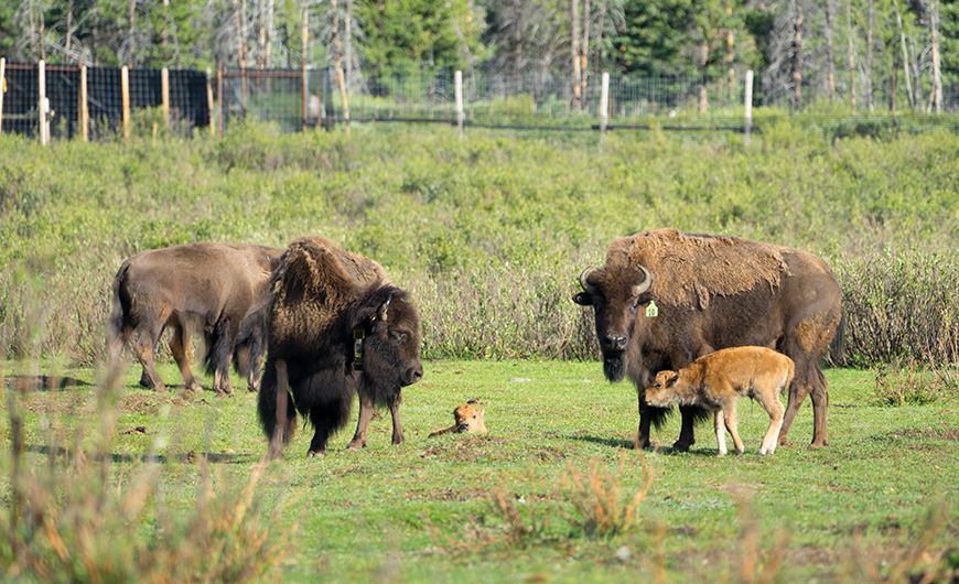 ‘Made in Banff’: National park celebrates birth of first Banff-bred ...