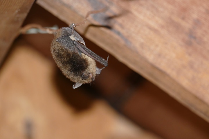 An adult Californian Myotis bat rests on a building.  .