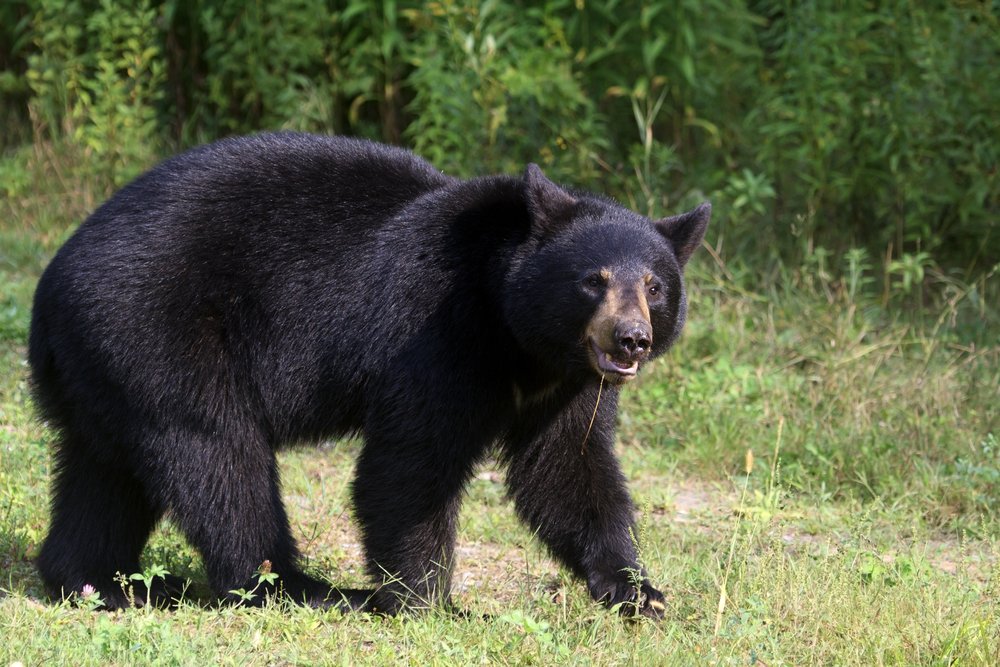 Photo of black bear.