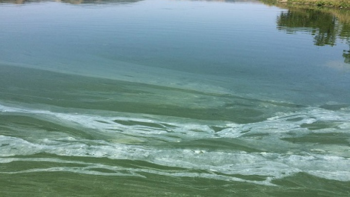Algae blooms typically occur during calm, hot weather in lakes and reservoirs with shallow, slow moving, or still water. 