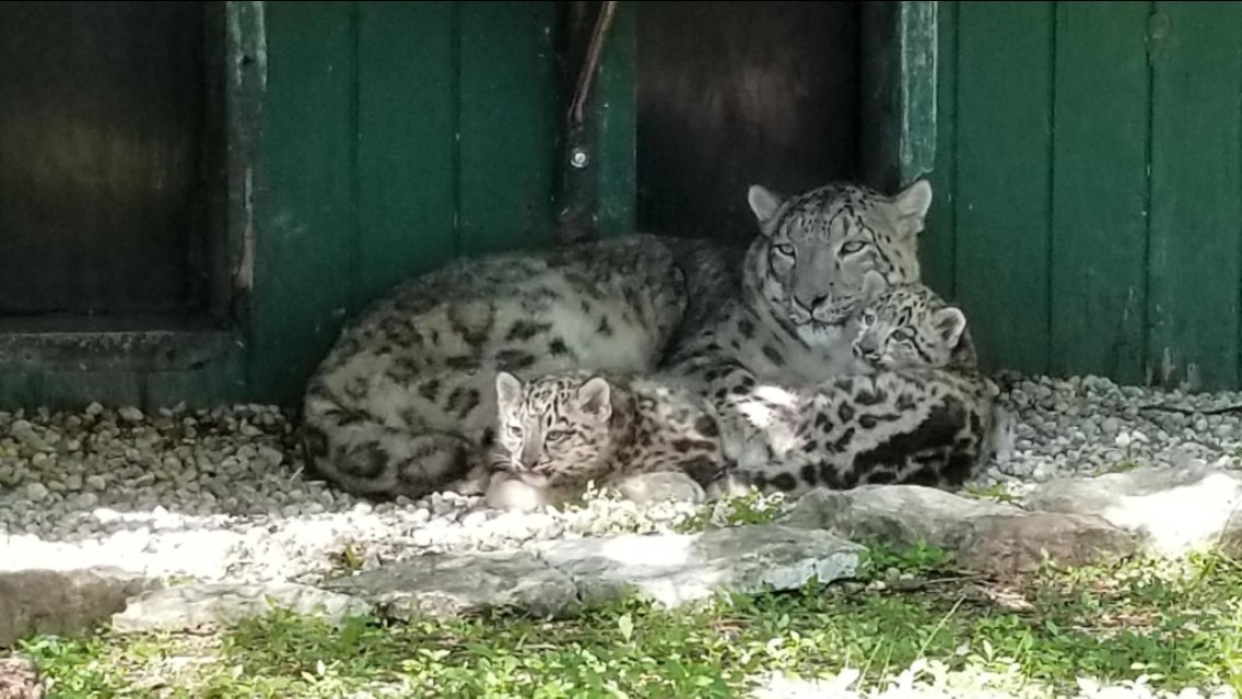 Winnipeggers can now go see snow leopard cubs at Assiniboine Park Zoo.