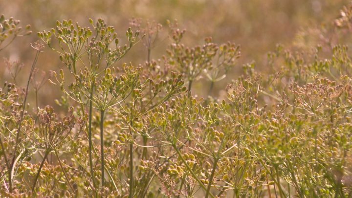 Saskatchewan producers spicing up agriculture with a dash of diversity - image