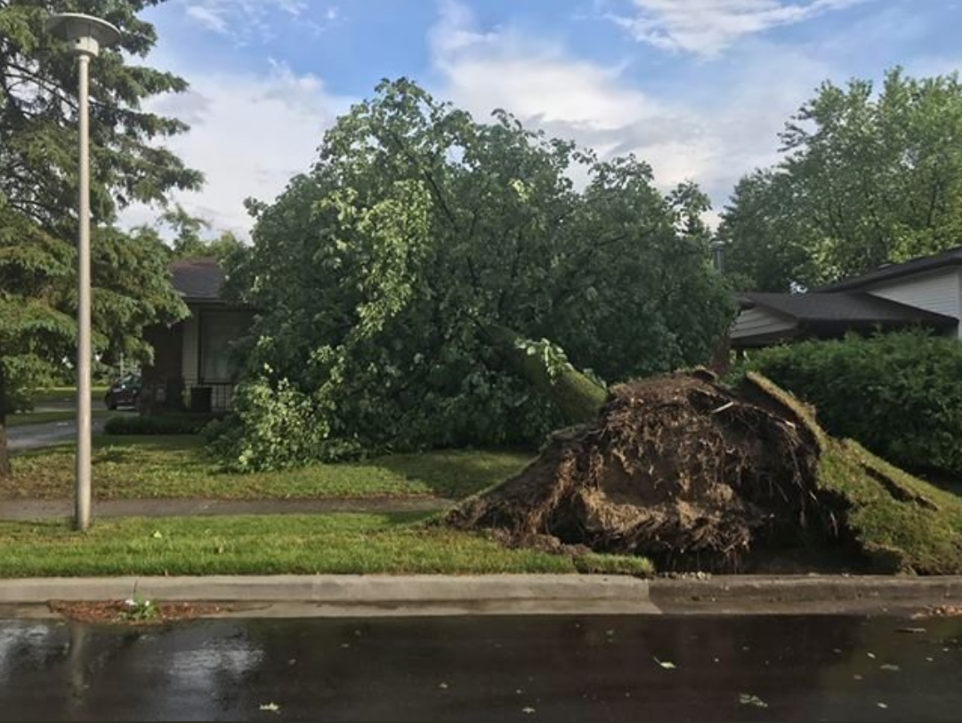 Thursday's storm brought down a tree on Castlegrove Boulevard near Wonderland Road and Sarnia Road.