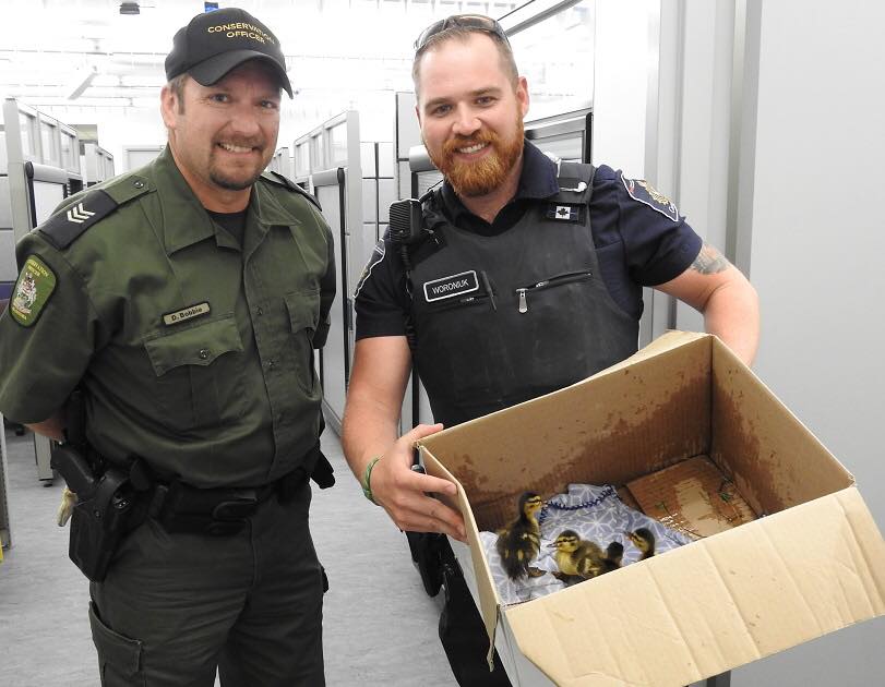 Ducklings saved by Canada Border Services officer - image