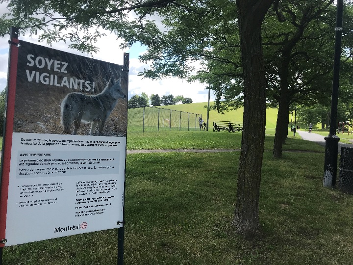 A sign at Parc des Hirondelles is warning residents to be vigilant after aggressive coyotes were spotted in the area. Sunday, July 29, 2018.