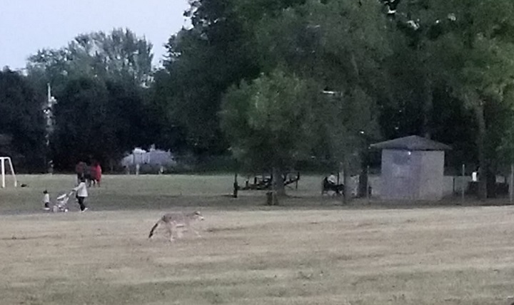 Carlo Danello says he has seen coyotes in des Hirondelles Park. Photo courtesy Kassy Forgione