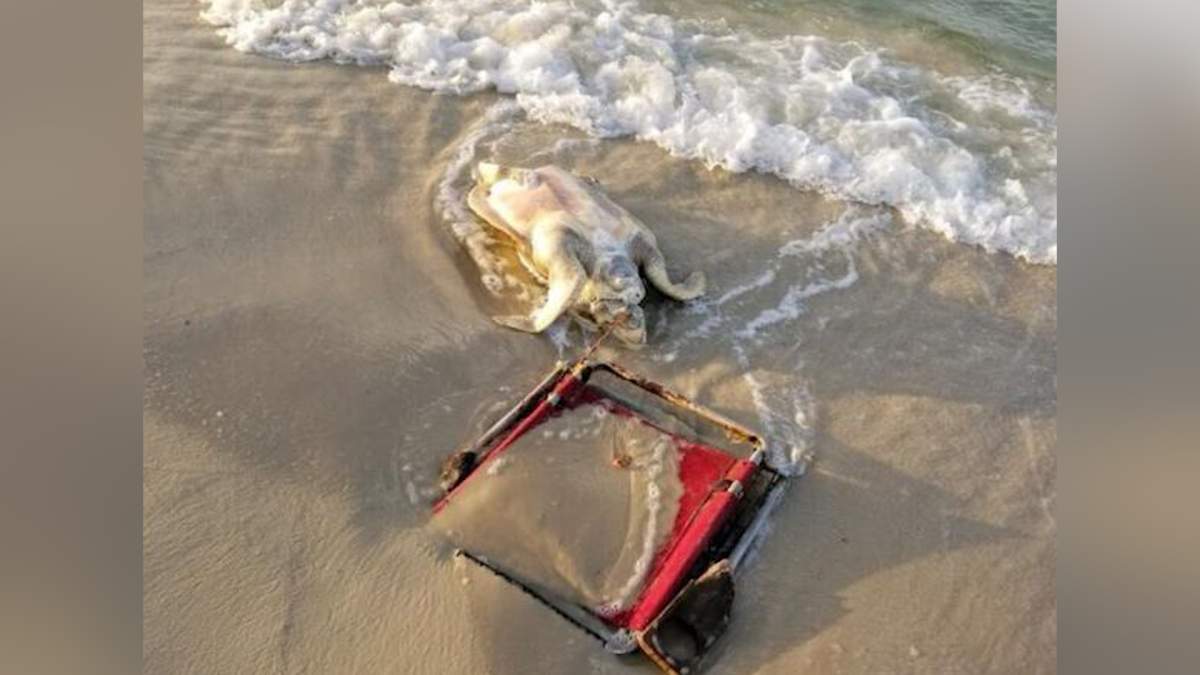 The endangered species was found with a beach chair caught around its neck.
