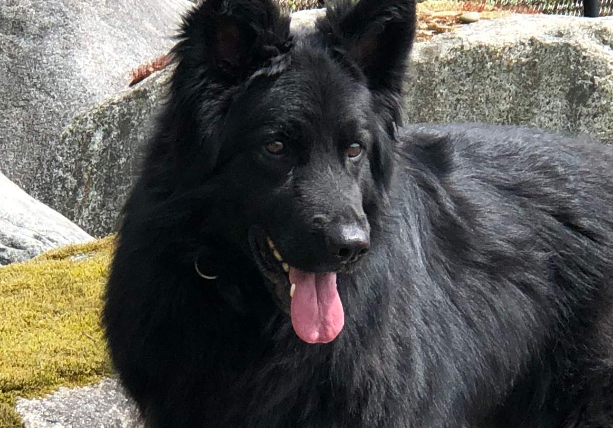 Gabby, the four year old long-haired Belgian Shepherd is essentially being laid off due to marijuana legalization.