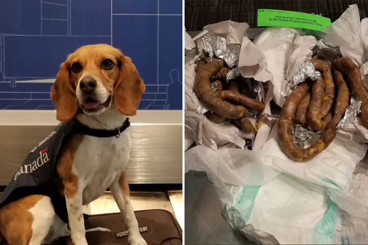 Two detector dogs intercepted luggage containing four kilos of sausage on a flight from El Salvador, the CBSA says.