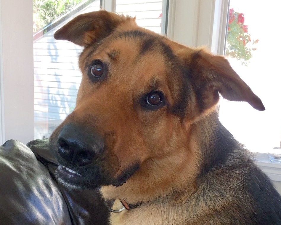 Larger breed dogs, like King here, are in need of some weekend relaxation, says the Winnipeg Humane Society.