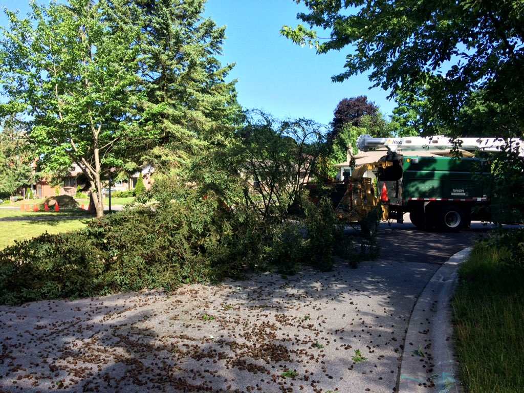 City crews hauled this tree into a wood chipper Friday morning, after it fell down on the boulevard of a Castlegrove Boulevard home.