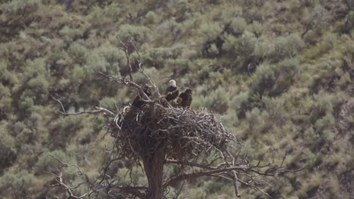 Eagles rescued from wildfire flames near Kamloops - image