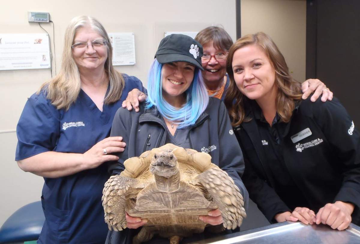 A 11 kg tortoise is now staying at the Animal Care & Control Centre after being found lost somewhere in Edmonton, Alta. July 26, 2018.