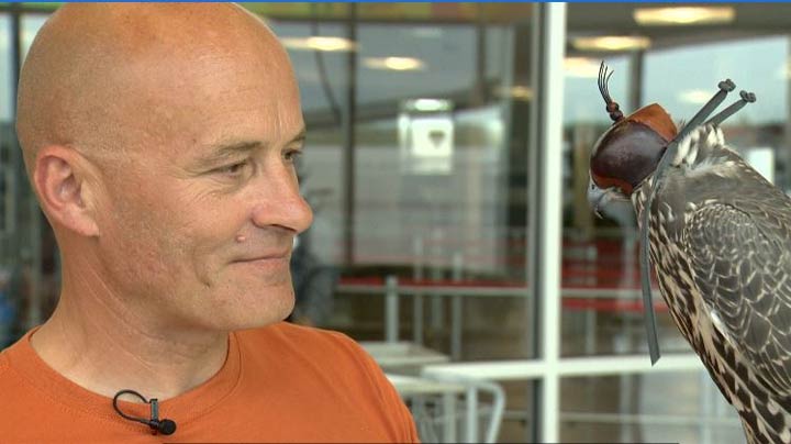 Rick Ensby, of Alti Bird Control, trains his fourth and final falcon to make up his fleet at SKYxe.