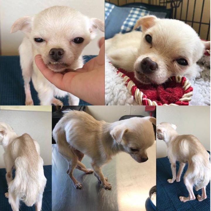 Animal welfare complaints, investigations on the rise in Saskatchewan - image