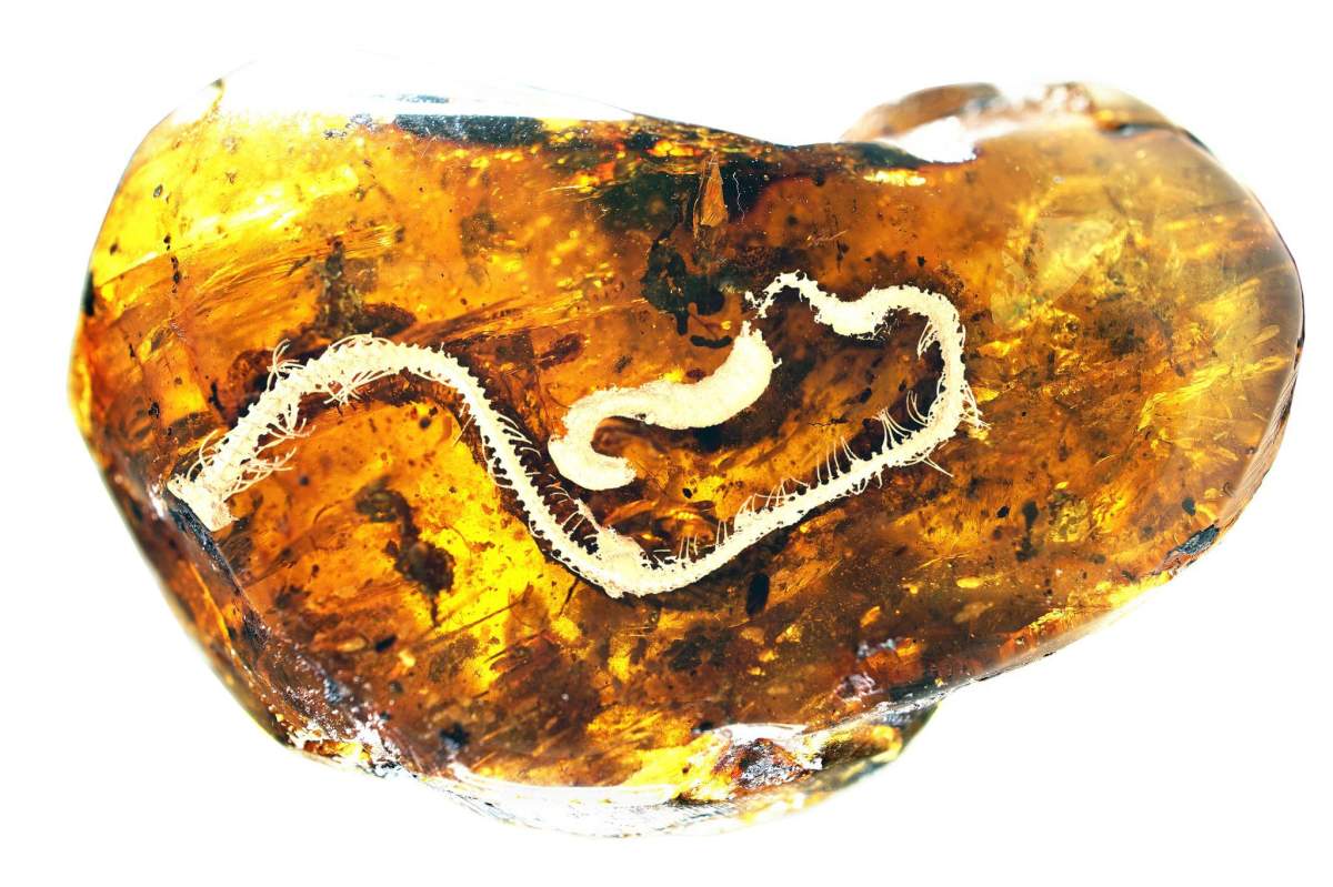 A baby snake fossil found encased in amber in Myanmar.