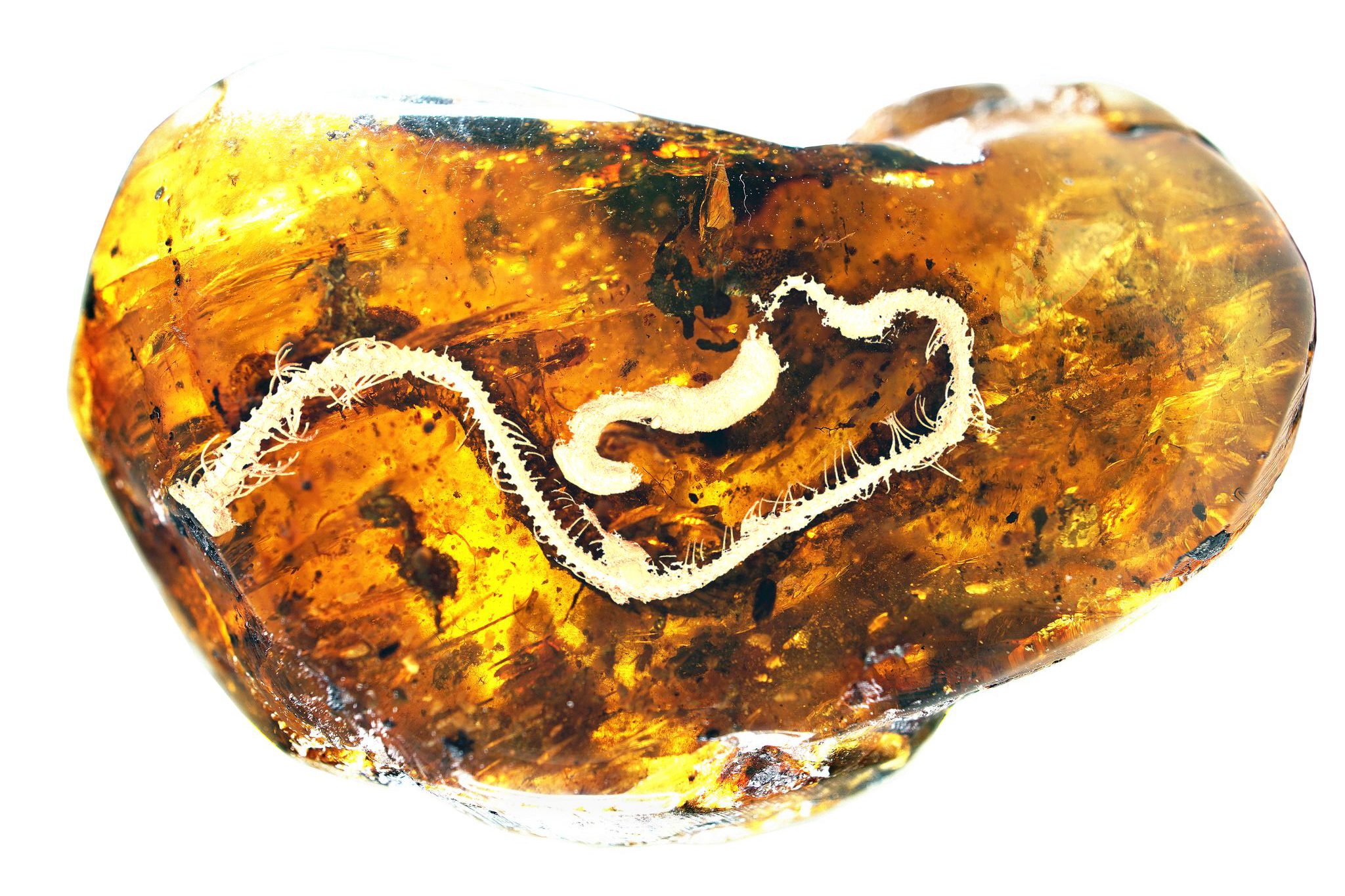 Delicate fossil of baby snake from dinosaur era found encased in amber |  