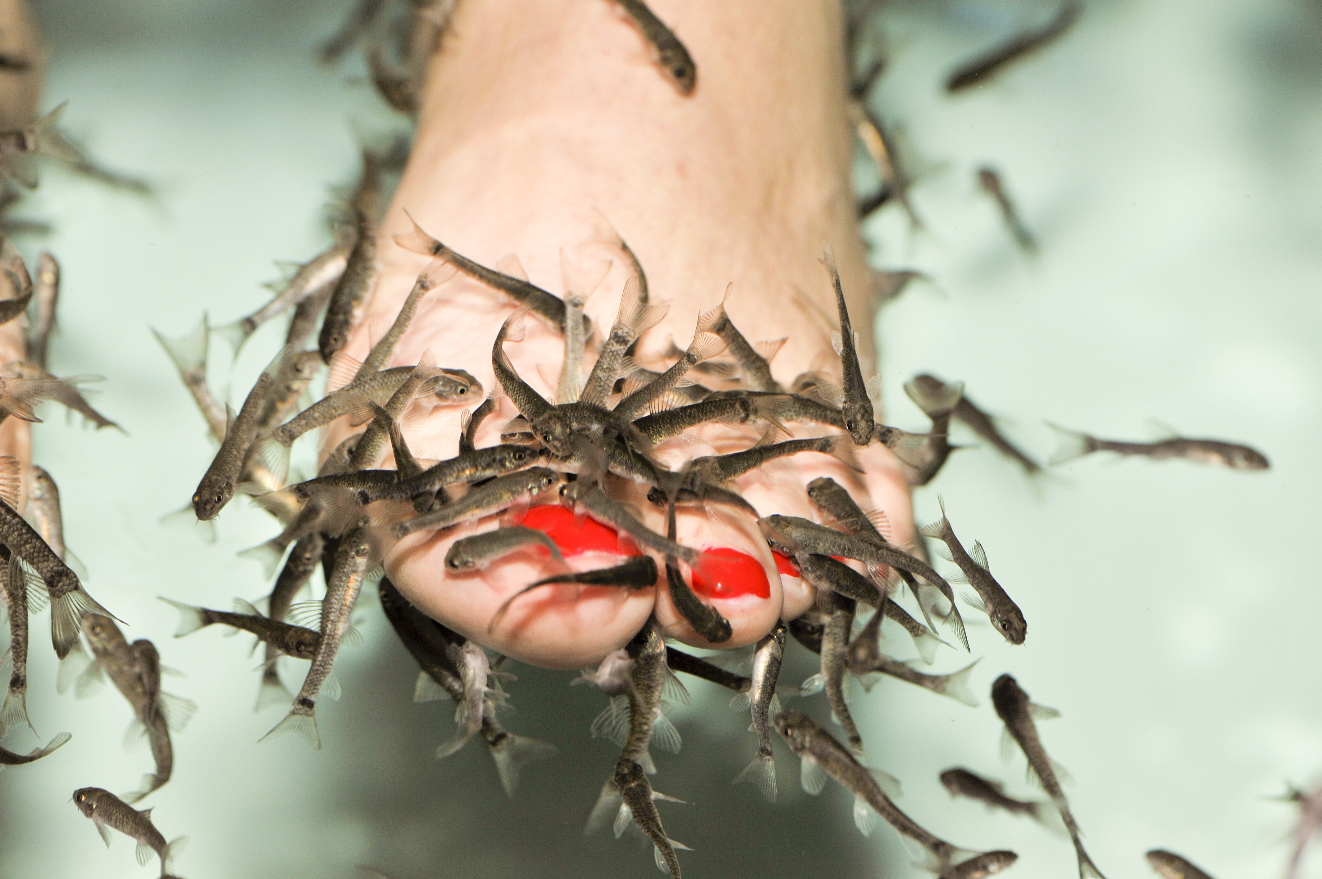 Pedicure spa with fish. Rufa garra fish spa treatment. Close up. Selective  focus, short depth of filed. - Stock Image - Everypixel