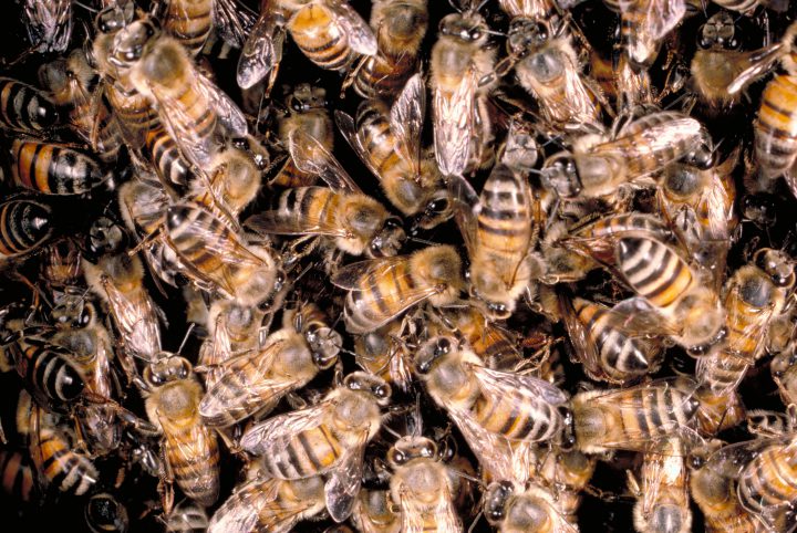 A swarm of Africanized or killer bees.