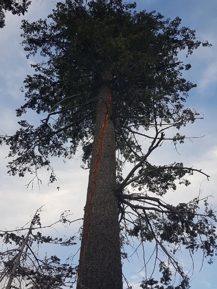 B.C. Wildfire says lighting hit this tree, sparking a small forest fire northwest of West Kelowna.