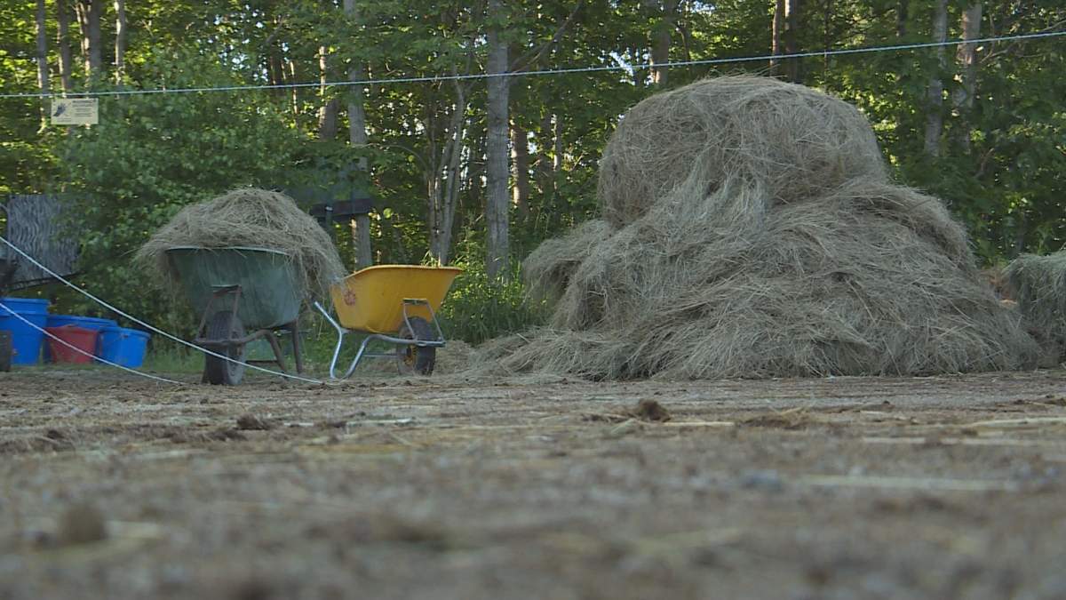 Welburn says a veterinarian has told her that her animals likely got botulism from hay. She has removed all the old hay and replaced it with new hay.