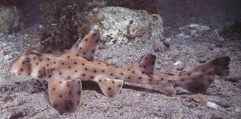 Horn shark at the San Antonio Aquarium.