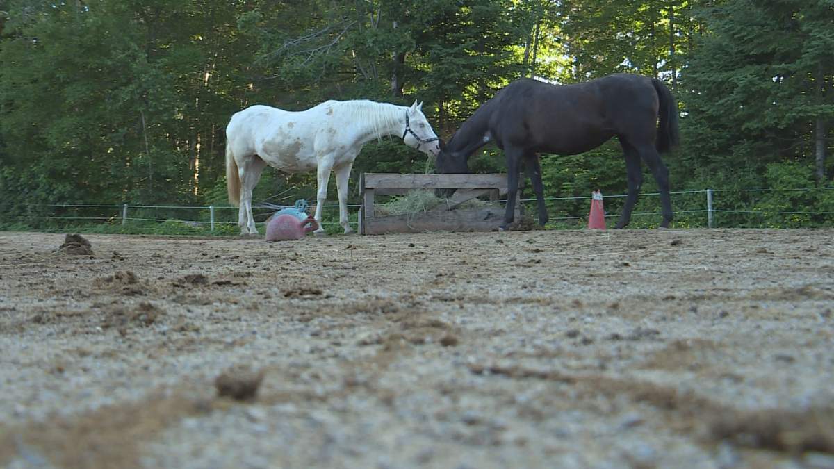 Welburn is monitoring all her animals to make sure no others show sings of botulism.
