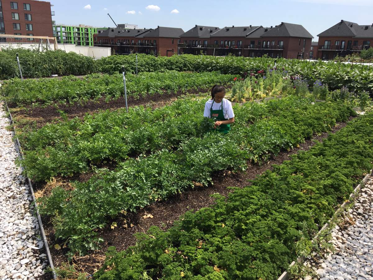 A worker harvests produce from a rooftop garden of an IGA supermarket in the Montreal borough of Saint-Laurent.  