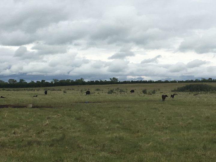 Cattle grazing.