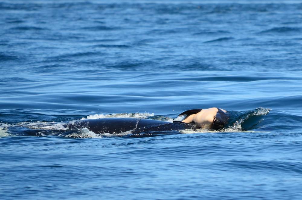 J35 tries pushing her dead calf to the surface of the ocean.