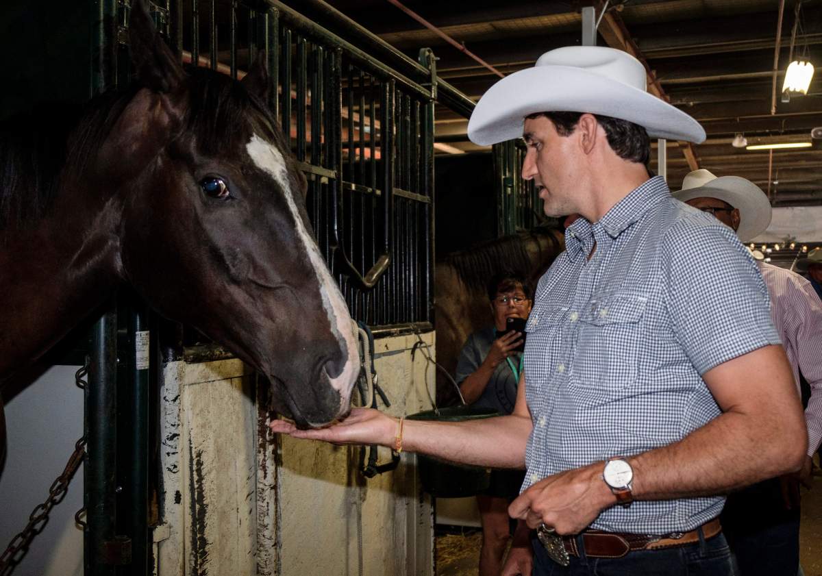 Prime Minister Justin Trudeau feeds a horse a treat as he attends the Stampede in Calgary on Saturday, July 7, 2018. THE CANADIAN PRESS/Jeff McIntosh