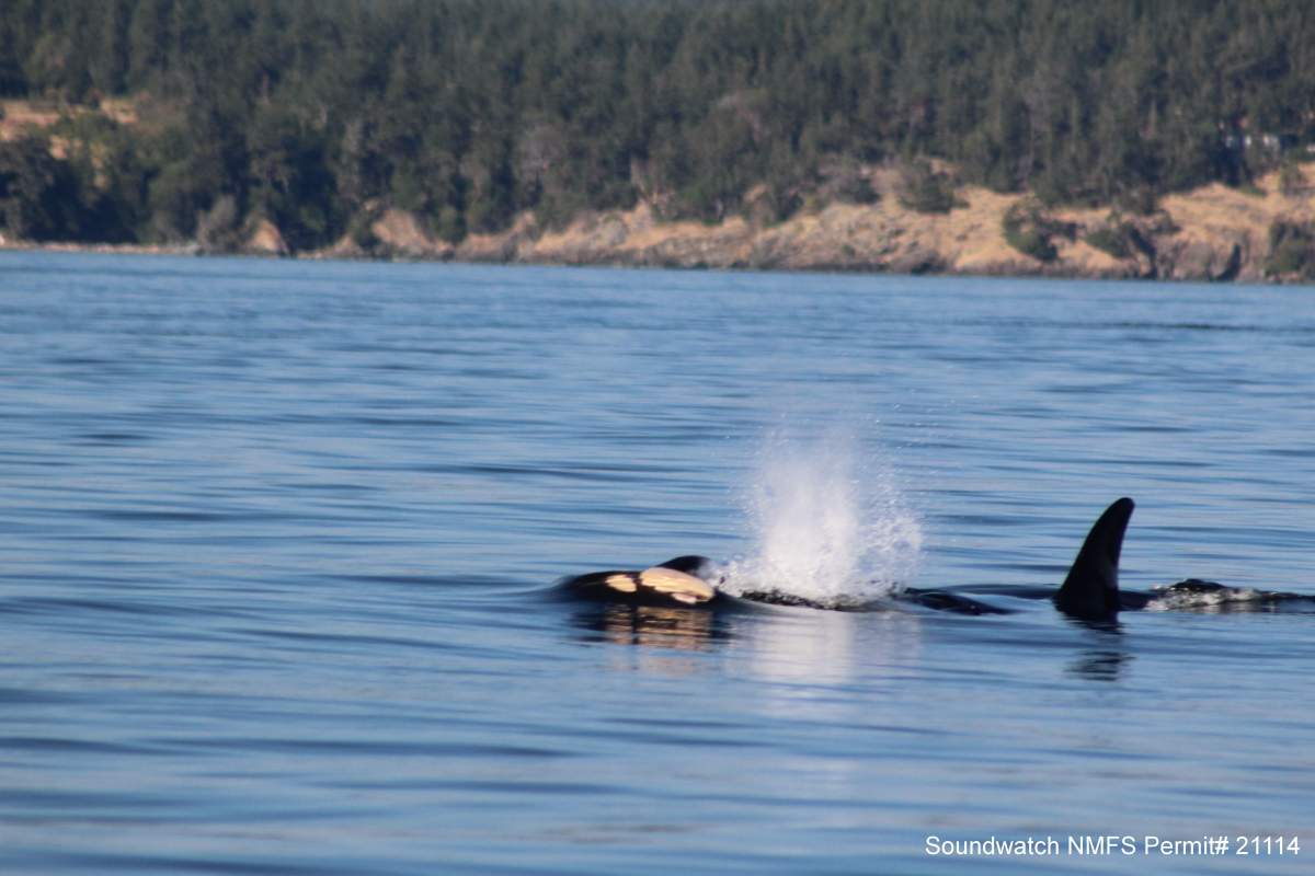 J35 pushes her dead calf through the Salish Sea on July 27, 2018.