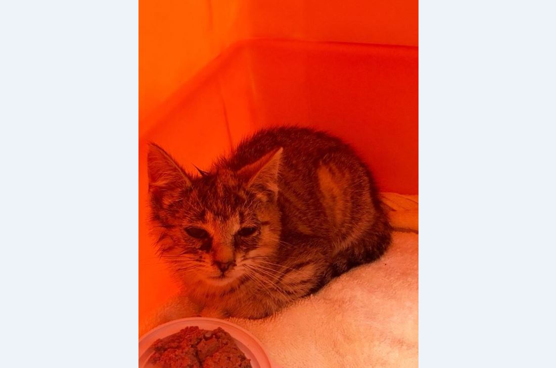 The SPCA says this kitten survived after being thrown from a moving vehicle in Fredericton on Friday. 