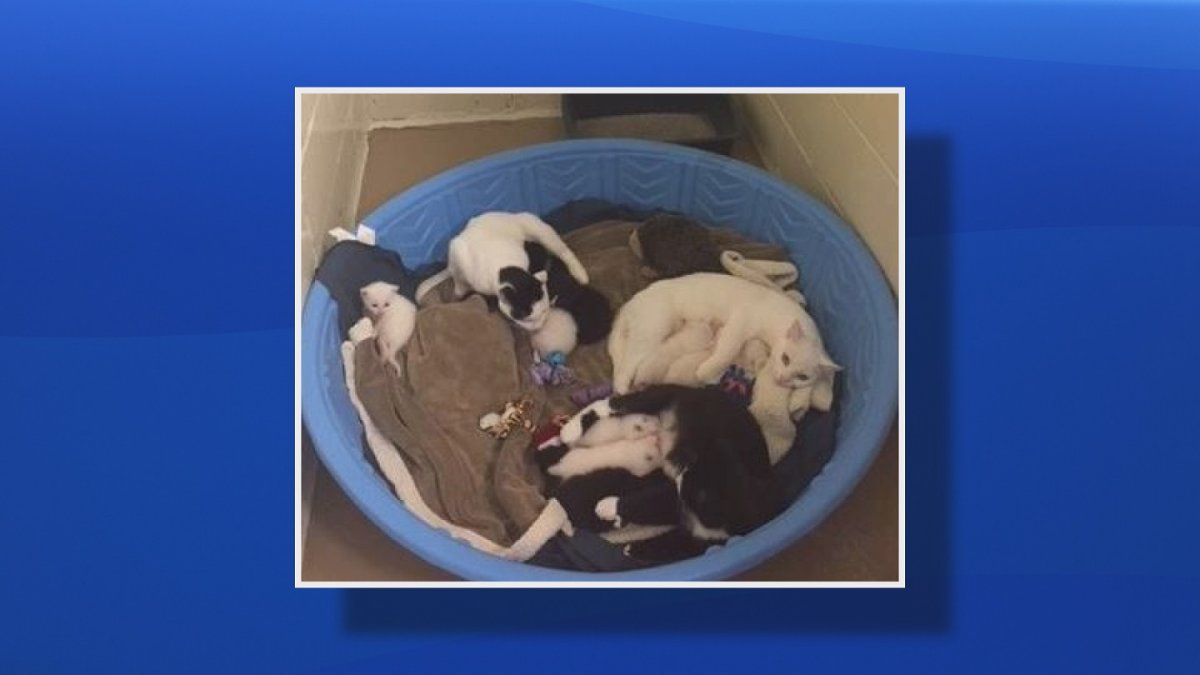 Thirteen cats are receiving care at the SPCA after they were found beside a dumpster in Dartmouth. 